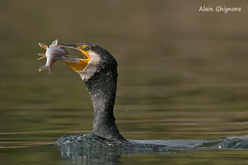 Cormorani affamati e non...